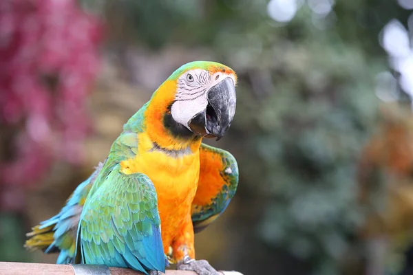 Papuga Macaw Drapie Się Ogonie Papuga Jest Przechylona Ogona — Zdjęcie stockowe