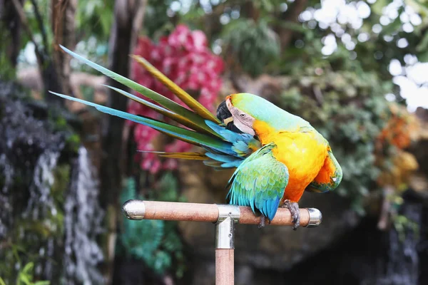 Macaw parrot is scratching his tail. Parrot is tilted to the tail. — Stock Image Macaw Parrot Scratching His Tail Parrot Tilted Tail Royalty Free Stock Images