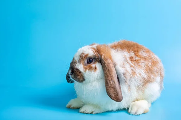 Fijne Paasdag Mooi Konijn Blauwe Achtergrond Schattig Fancy Baby Bunny — Stockfoto