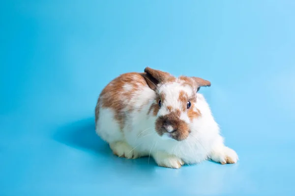 Fijne Paasdag Mooi Konijn Blauwe Achtergrond Schattig Fancy Baby Bunny — Stockfoto