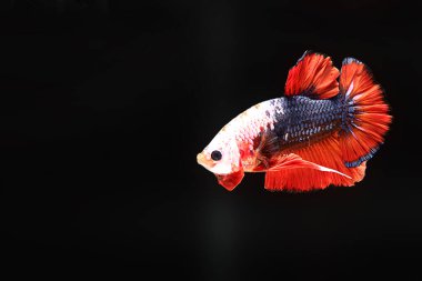 Siyam dövüşen balıkları siyah arka planda izole edilmiş. Balık üç renk. Siyah arka planda Betta Fish. Siyah izole. Metin için boşluk.