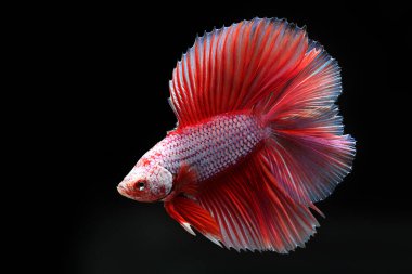 Siyam dövüşen balıkları siyah arka planda izole edilmiş. Balık üç renk. Siyah arka planda Betta Fish. Siyah izole. Metin için boşluk.