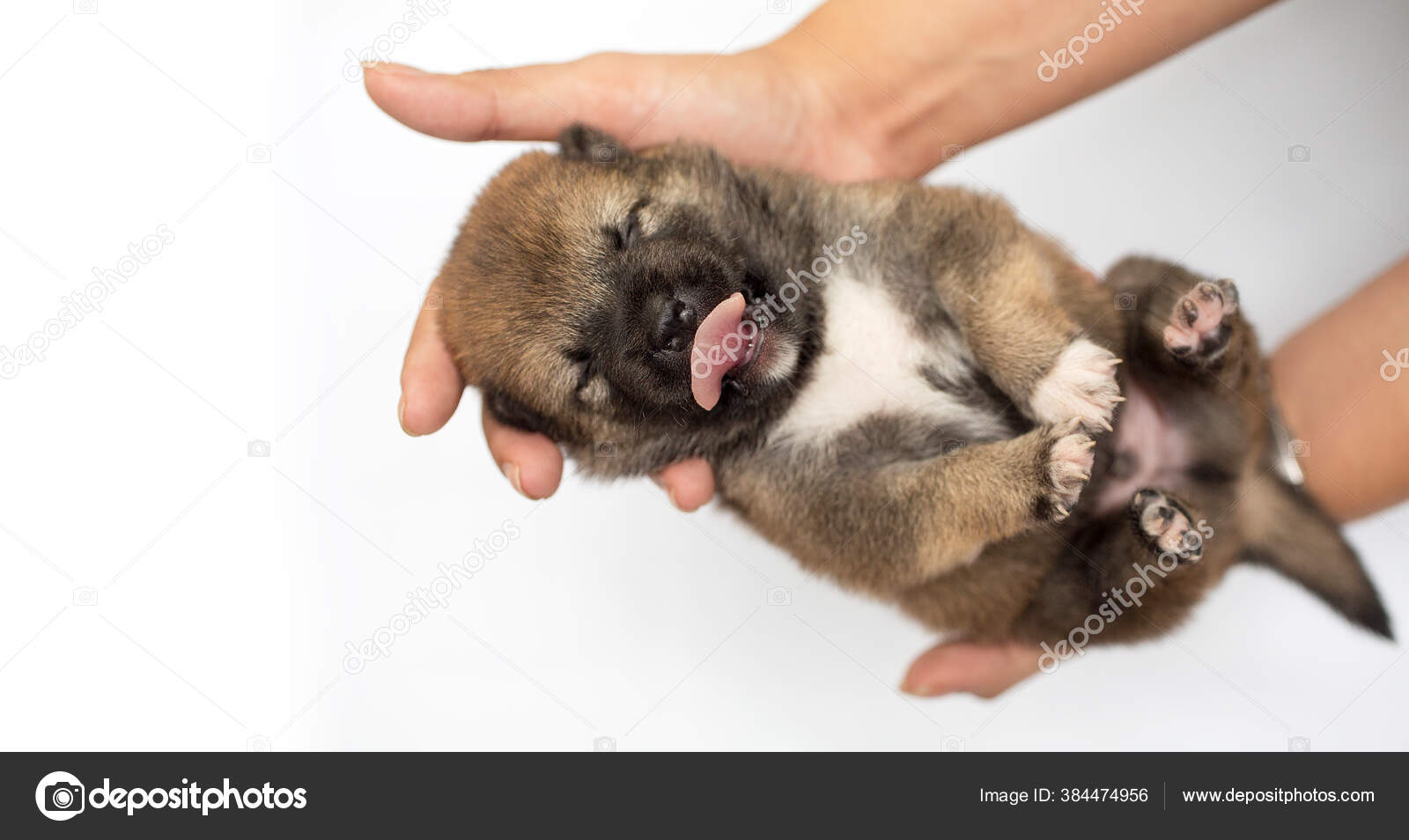 Gros Plan Chiot Shiba Inu Nouveau Chien Shiba Inu Japonais Image Libre De Droit Par Pompjaideaw C Gros Plan Chiot Shiba Inu Nouveau Chien Shiba Inu Japonais Image Libre De Droit Par Pompjaideaw C
