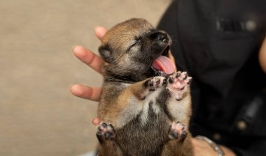 Yeni doğmuş bir Shiba Inu köpeğinin yakın çekimi. Japon Shiba Inu köpeği. Güzel Shiba inu köpek yavrusu rengi kahverengi ve annem. 4 günlük. Yavru köpek hazır. Köpek kıza el ele..