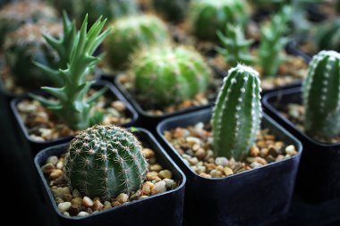 Tenceredeki küçük kaktüsler, kapatın. 