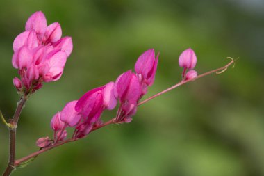 Dicentra formosa, Pasifik 'in kanayan kalbi, pembe çiçekli bitki