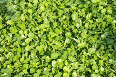 Gotu kola yaprakları, Asyalı pennywort, Hint pennywort, yeşil yaprak arka plan, Kaplan bitkisi.