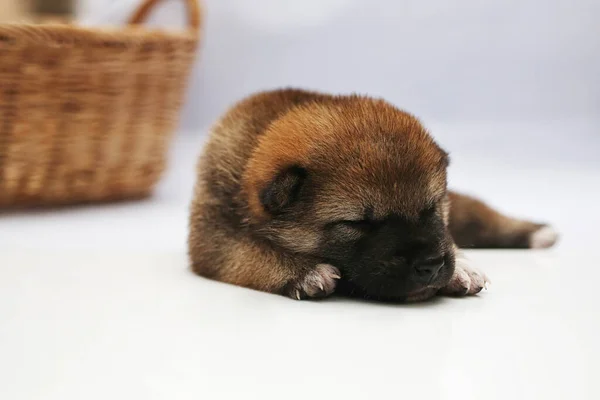 Nahaufnahme Eines Neugeborenen Shiba Inu Welpen Japanischer Shiba Inu Hund — Stockfoto