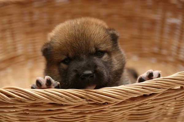 Närbild Nyfödd Shiba Inu Valp Japansk Shiba Inu Hund Vacker — Stockfoto