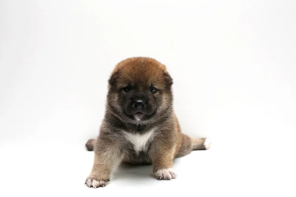 Primer Plano Cachorro Shiba Inu Recién Nacido Perro Japonés Hermoso — Foto de Stock