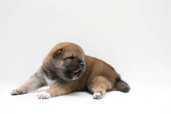 Primer Plano Cachorro Shiba Inu Recién Nacido Perro Shiba Inu — Foto de Stock