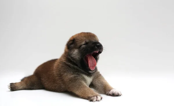 Close Newborn Shiba Inu Puppy Japanese Shiba Inu Dog Beautiful — Stock Photo, Image