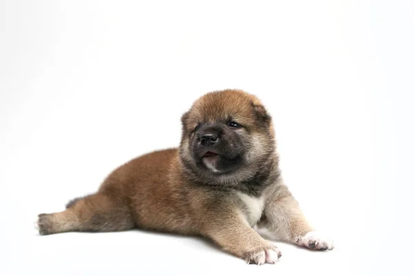 Close Newborn Shiba Inu Puppy Japanese Shiba Inu Dog Beautiful — Stock Photo, Image