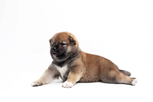 Close Newborn Shiba Inu Puppy Japanese Shiba Inu Dog Beautiful — Stock Photo, Image