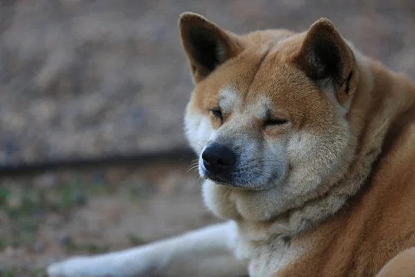 Shiba Inu Hund Wartet Shiba Inu Japanischer Hund — Stockfoto