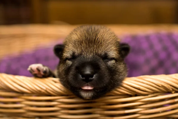 Primer Plano Cachorro Shiba Inu Recién Nacido Perro Shiba Inu — Foto de Stock