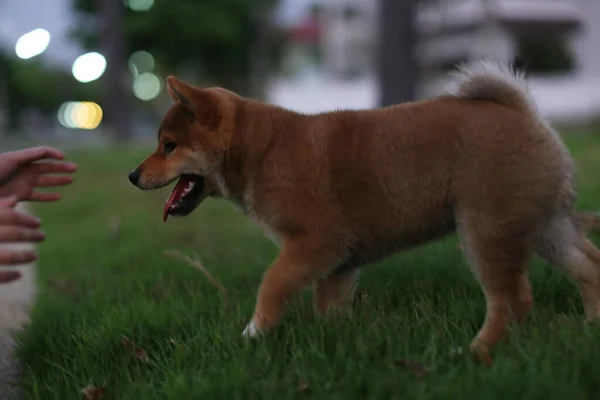 Cachorro Shiba Inu Jardim Verde — Fotografia de Stock