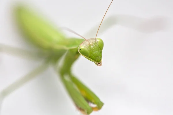 Mantis Verde Aislada Sobre Fondo Blanco — Foto de Stock