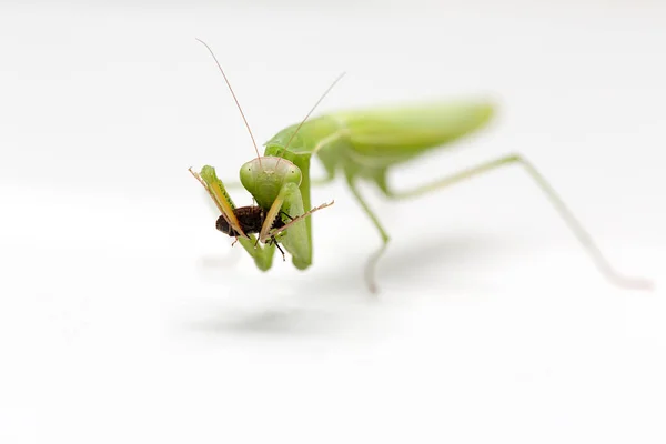 Mantis Isolerad Vit Bakgrund Grön Mantis Äter Insekt — Stockfoto