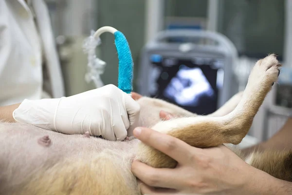 Veterinair Dierenarts Doet Een Echo Bekijk Pup Hond Dierenarts Doet — Stockfoto