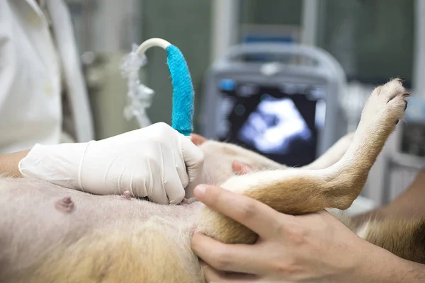Veteriner. Veteriner ultrason yapıyor. Köpeğin içindeki köpek yavrusuna bak. Veteriner ultrason yapıp hayvanların sağlığını analiz ediyor..