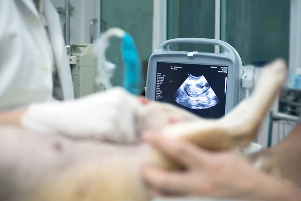 Veterinář Veterinář Provádí Ultrazvuk Pohled Štěně Psa Veterinární Lékař Provádí — Stock fotografie