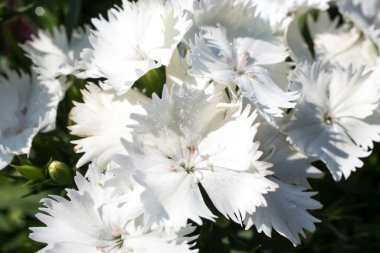 Bahçedeki beyaz çiçekler