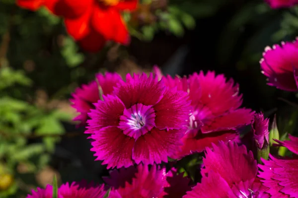 Красивые Красные Цветы Лепестки Флора Природы — стоковое фото