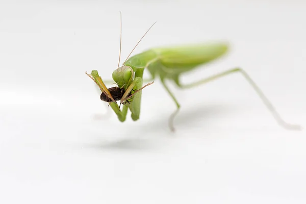 Mantis Aislado Sobre Fondo Blanco Mantis Verde Comer Insecto — Foto de Stock