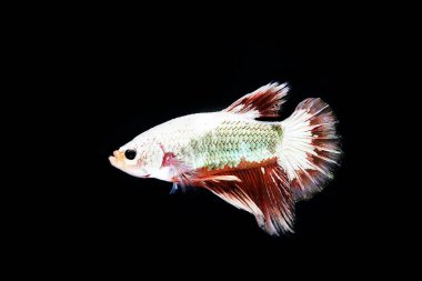 Siyam savaşçısı balıklar siyah arkaplanda izole edilmiş..