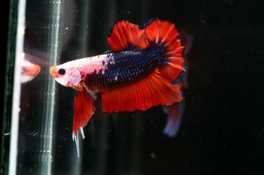 Siyam dövüşen balıkları siyah arka planda izole edilmiş. Balık üç renk. Siyah arka planda Betta Fish. Siyah izole. Metin için boşluk.