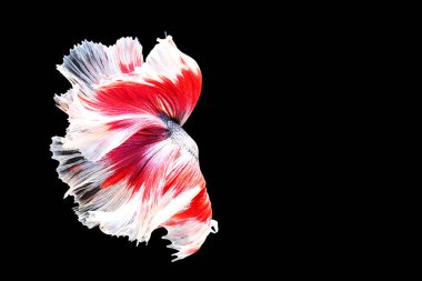 Siyam dövüşen balıkları siyah arka planda izole edilmiş. Balık üç renk. Siyah arka planda Betta Fish. Siyah izole. Metin için boşluk.