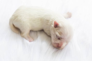 Yeni doğmuş bir Malta köpeğinin yakın çekimi. Güzel köpek rengi beyaz. 4 günlük. Kürklü beyaz halılarda köpek yavrusu. Kürklü halıda bebek köpek. Malta 'lı köpek yavrusu yün bir halıda uyuyor. Seçici odak.