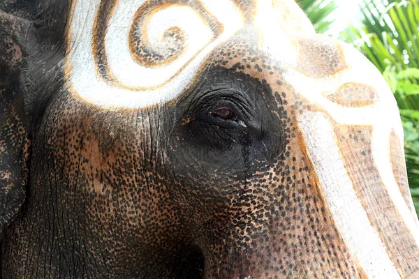 Close-up Thai elephant. The eyes of the elephant with tears.