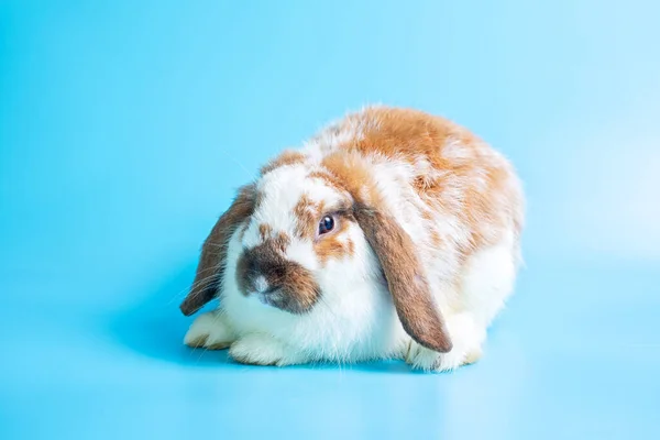 Fijne Paasdag Mooi Konijn Blauwe Achtergrond Schattig Fancy Baby Bunny — Stockfoto