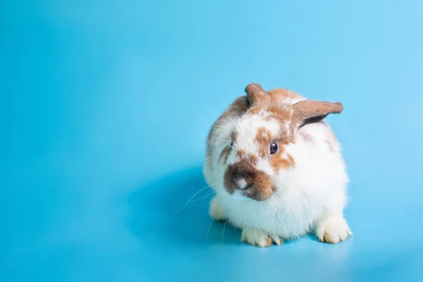 Fijne Paasdag Mooi Konijn Blauwe Achtergrond Schattig Fancy Baby Konijntje — Stockfoto