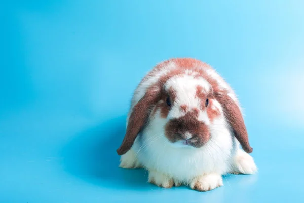 Fijne Paasdag Mooi Konijn Blauwe Achtergrond Schattig Fancy Baby Konijntje — Stockfoto