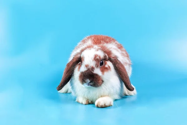 Fijne Paasdag Mooi Konijn Blauwe Achtergrond Schattig Fancy Baby Konijntje — Stockfoto