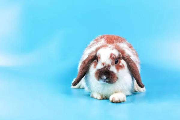 Fijne Paasdag Mooi Konijn Blauwe Achtergrond Schattig Fancy Baby Konijntje — Stockfoto