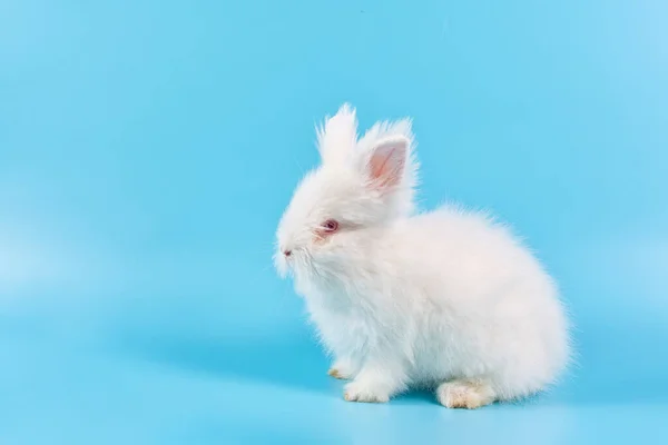 Fijne Paasdag Wit Konijn Blauwe Achtergrond Schattig Wit Baby Bunny — Stockfoto