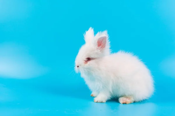 Fijne Paasdag Wit Konijn Blauwe Achtergrond Schattig Wit Baby Bunny — Stockfoto