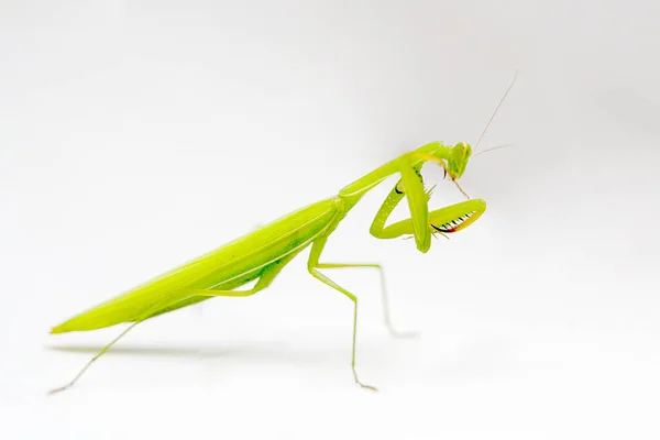 Mantis Isolerad Vit Bakgrund Grön Mantis Vit Bakgrund — Stockfoto