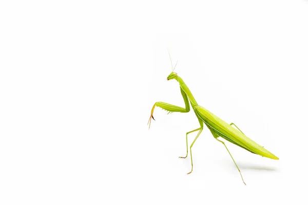 Groene Bidsprinkhaan Geïsoleerd Een Witte Achtergrond Ruimte Voor Tekst — Stockfoto