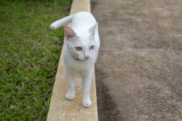 White Cat Thai Cat Walking Yard — Stock Photo, Image