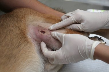 Veterinerler köpek lezyonlarına Shiba Inu teşhisi koyuyorlar. Ameliyathanede çalışan bir cerrah. Ameliyathanede veteriner cerrahinin eli. Shiba inu için yara.