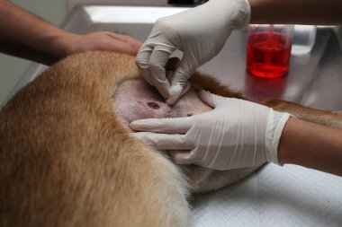 Veterinerler yaranın etrafını pamukla silerler. Shiba inu köpeğine şırıngayla veteriner besleme ilacı. Veterinerler Cotton 'ı köpekle birlikte yaranın etrafını silerler..