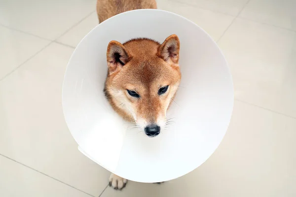 Nemocný Pes Smutný Shiba Inu Pes Nosí Ochranný Kuželovitým Límcem — Stock fotografie