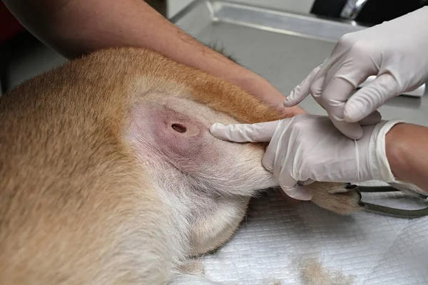 Veteriner ülserin tipine işaret ediyor. Doktor yarayı yapmak için köpeği tıraş etti. Veteriner ameliyatı. Veteriner ameliyatı. Yaralı bir köpeği ameliyat etmek. Shiba inu için yara.