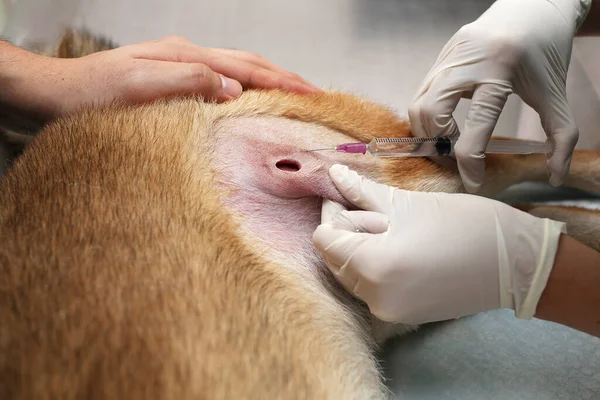 Dierenartsen Injecteren Thee Rond Wond Dierenvoeder Met Een Injectiespuit Voor — Stockfoto