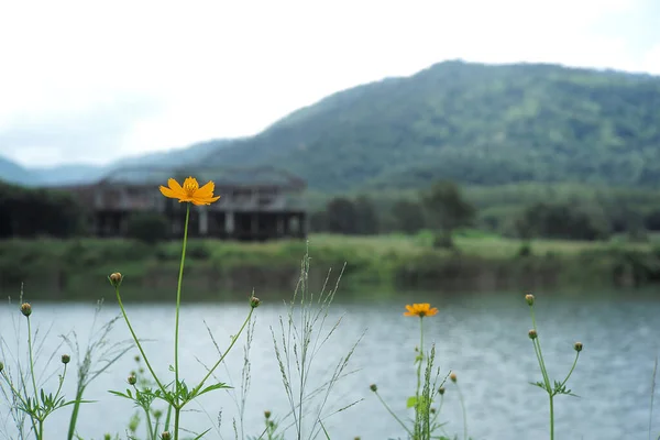 Cosmos Blue Sky Yellow Flowers Valley Field Thailand — Stock Photo, Image